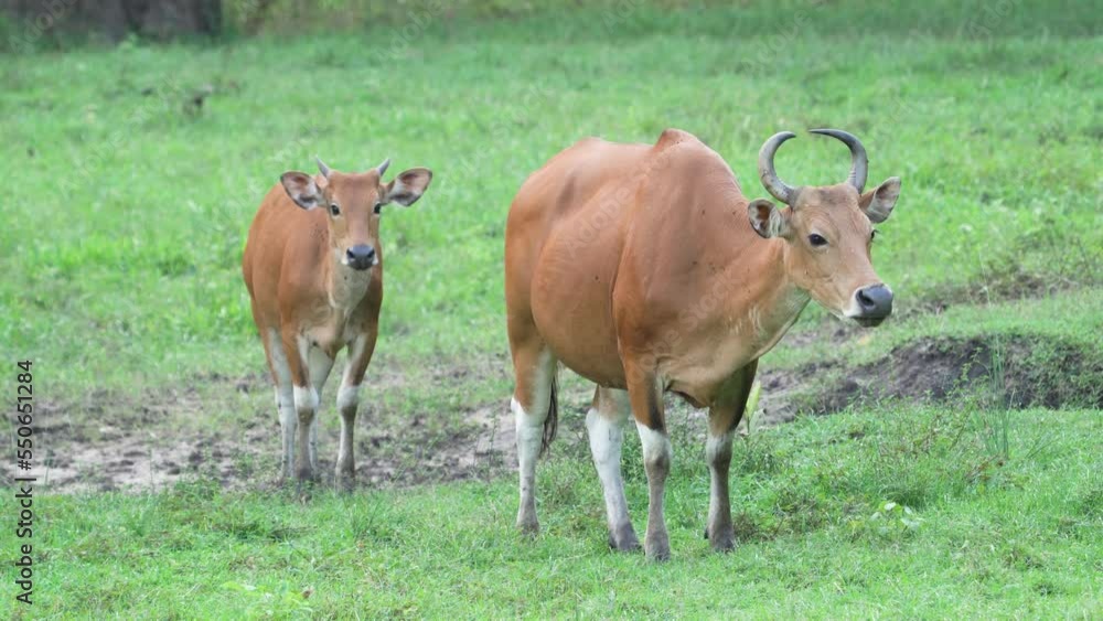 Banteng with family at Huai Kha Khaeng Wildlife Sanctuary. Banteng with family at Huai Kha Khaeng Wildlife Sanctuary.