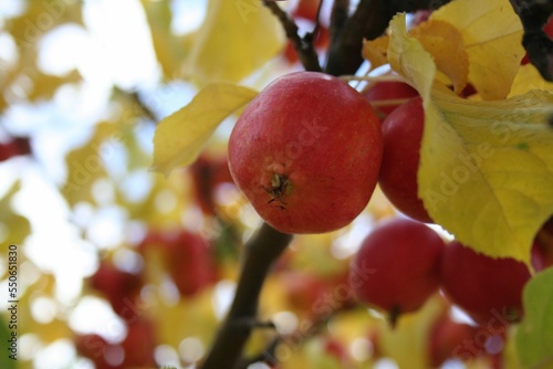 Low-angle closeup of Malus prunifolia red berry on a tree branch yellow leaves blurred background photo