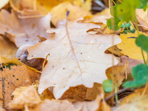 Orange  brown and yellow fallen oak leaves in the sunlight.