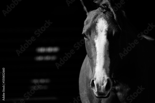 Young horse face portrait against black background with copy space.