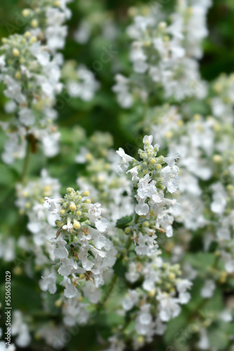 Catmint Snowflake flowers