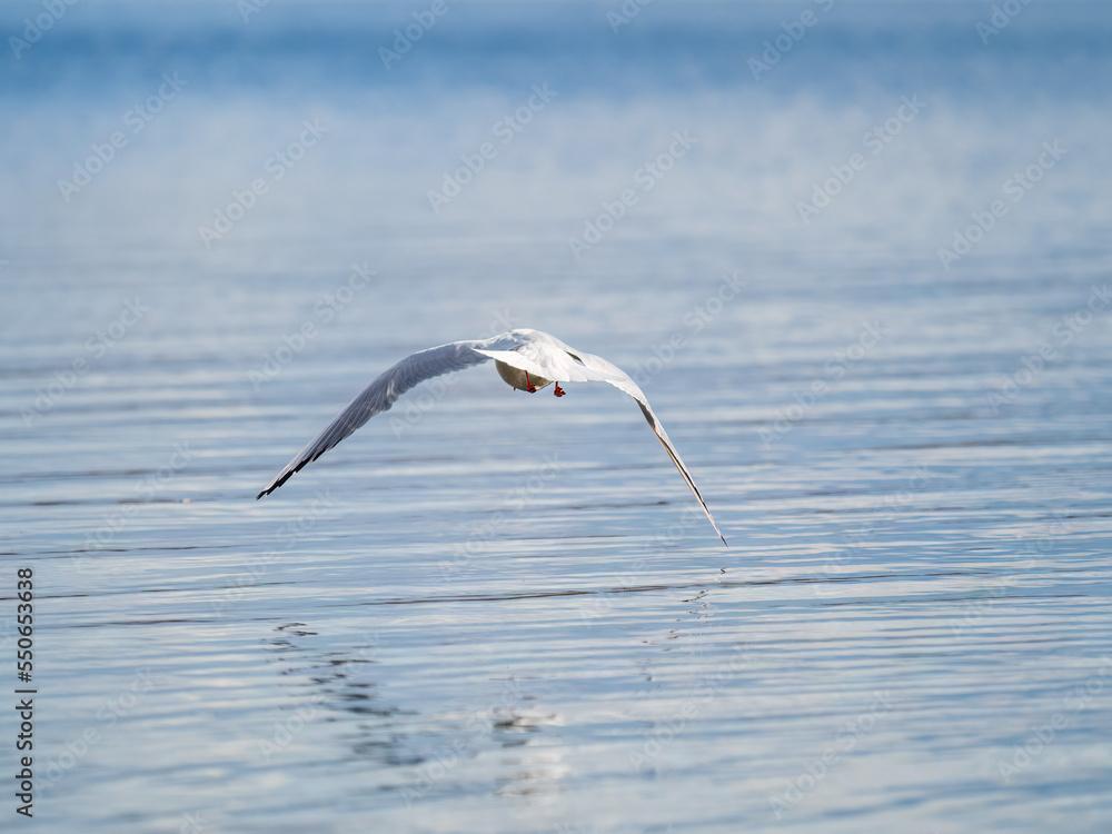 Beautiful Black Headed Gull, in elegant flight over blue water Beautiful Black Headed Gull, in elegant flight over blue water