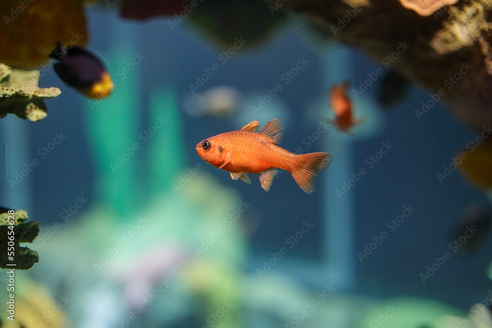 Obraz premium Salt water orange fish