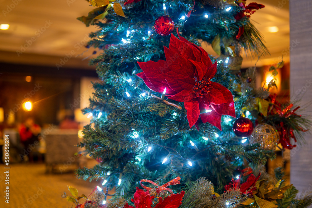 Obraz premium Christmas tree in cozy room decorated with blue lights and red poinsettia flowers. Holiday atmosphere