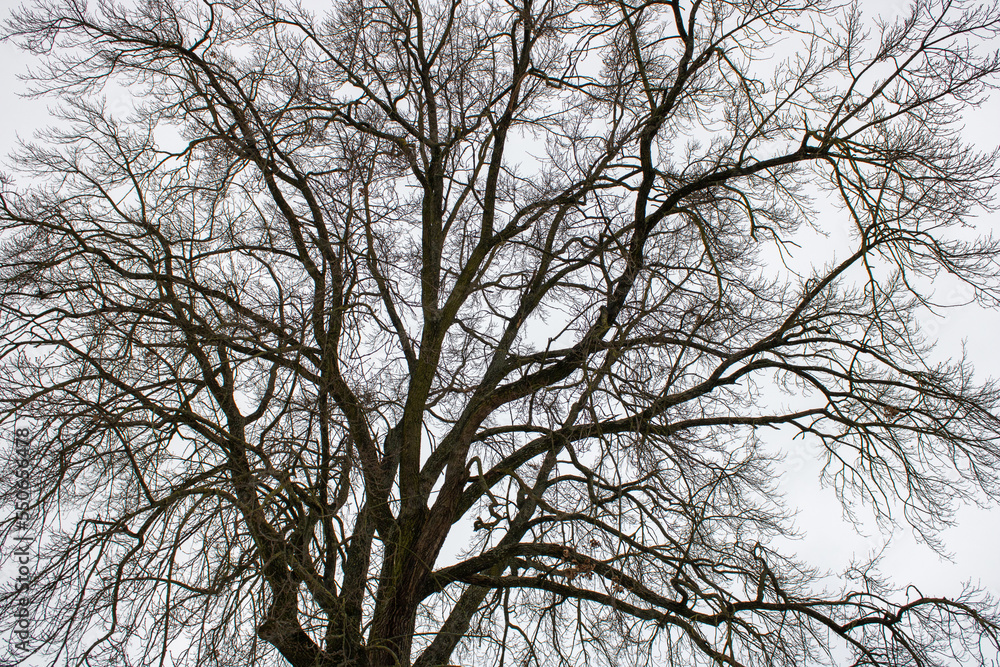 Patterns from dark tree branches. Grey sky background in winter time. Natural wallpaper and texture in in-between tints gray colors. Sadness and charm concept. Patterns from dark tree branches. Grey sky background in winter time. Natural wallpaper and texture in in-between tints gray colors. Sadness and charm concept.