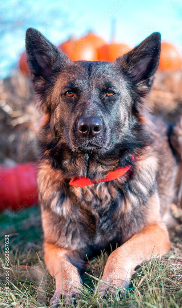 german shepherd dog on grass in pumpkin