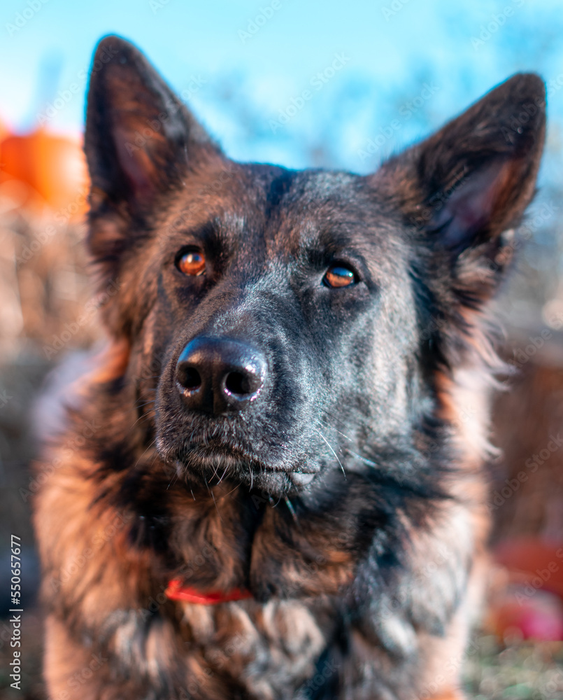 german shepherd dog on grass in pumpkin german shepherd dog on grass in pumpkin