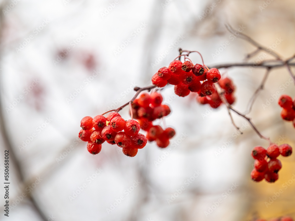 A bunch of red rowan in autumn leaves. A bunch of red rowan in autumn leaves.