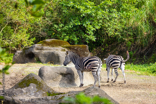 Canvas Print Zebra in the safari park