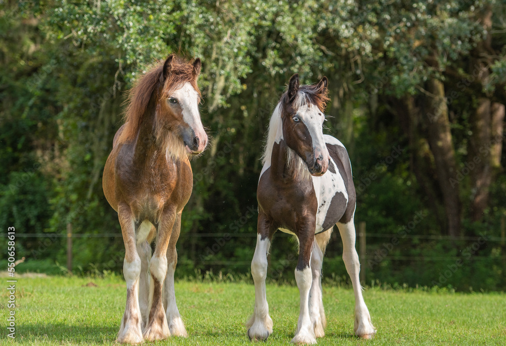 Weanling Gypsy Vanner Horse colt and filly foal buddies Weanling Gypsy Vanner Horse colt and filly foal buddies