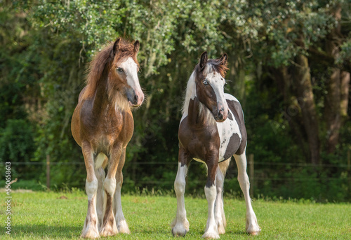 Weanling Gypsy Vanner Horse colt and filly foal buddies