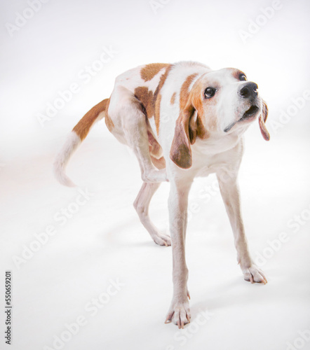 Walker hound dog scratching itch