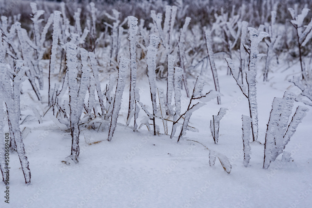 Frozen dry wild meadow grass growing on Mount Demerdzhi in winter. Crimea Frozen dry wild meadow grass growing on Mount Demerdzhi in winter. Crimea