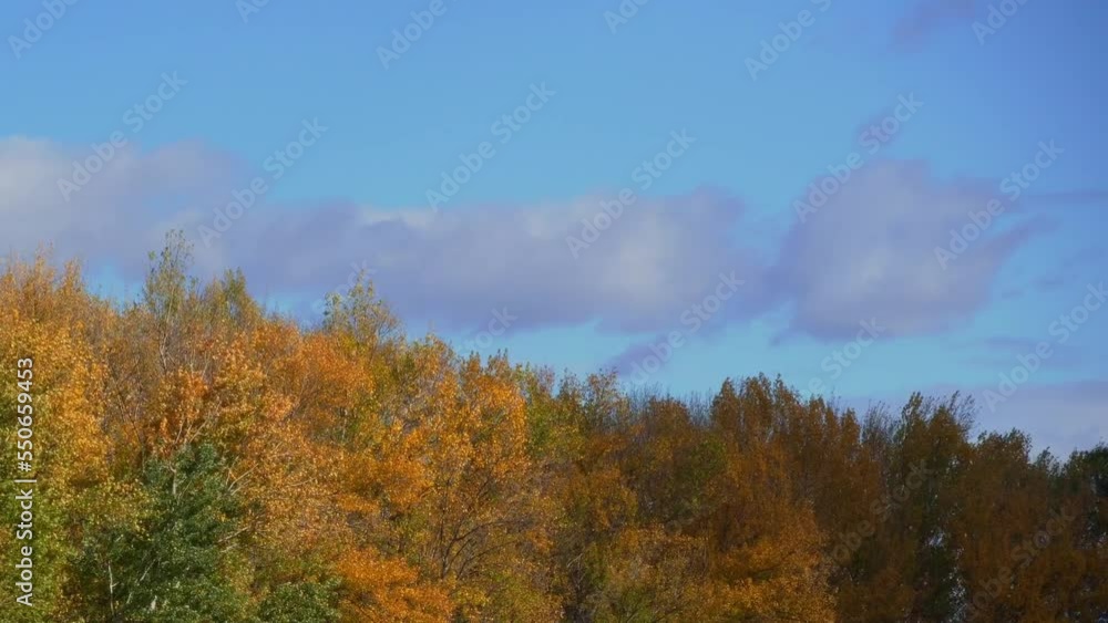beautiful nature, autumn landscape - tree crowns against the sky, bright sunlight in the forest, yellow autumn color of leaves
beautiful nature, autumn landscape - tree crowns against the sky, bright sunlight in the forest, yellow autumn color of leaves