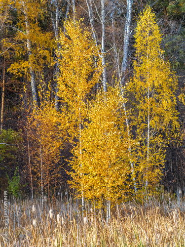 Trees with orange, green and yellow leaves in the autumn forest.