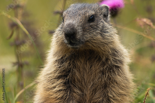 Marmotte cherchant son paparazzi