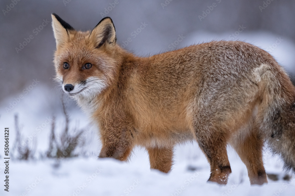 Red fox portrait in winter scenery