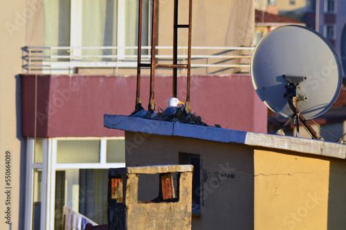 Birds nesting on the roof in the city