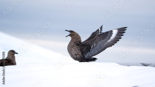 Brown skua (Stercorarius antarcticus) in the snow with its wings extended at Portal Point, Antarctica