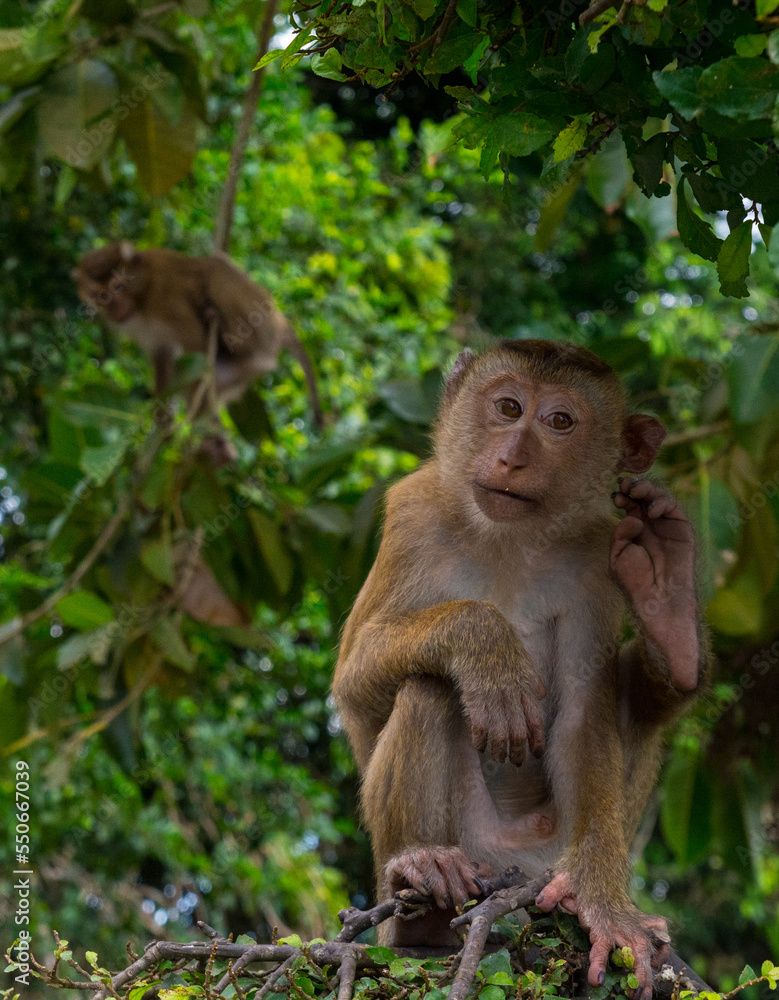 Monkey on the tree in the park