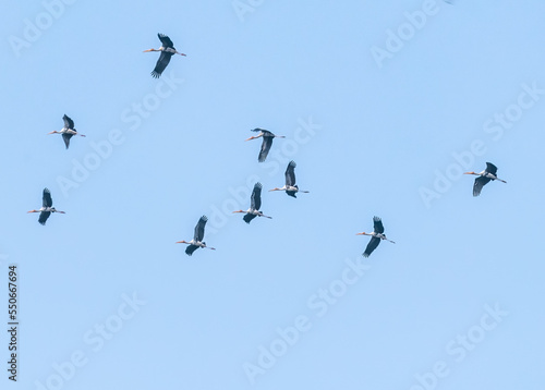 A Flock of painted stork in air © YK