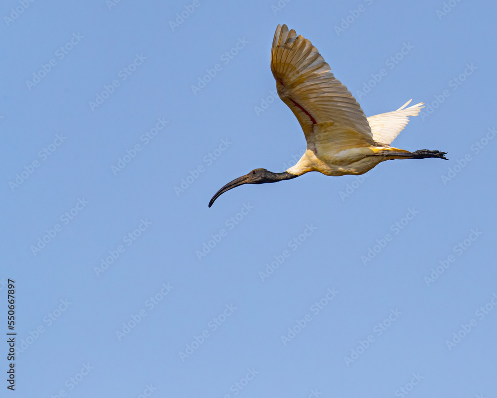 Obraz premium A Black headed Ibis in V shape wing flight in sky