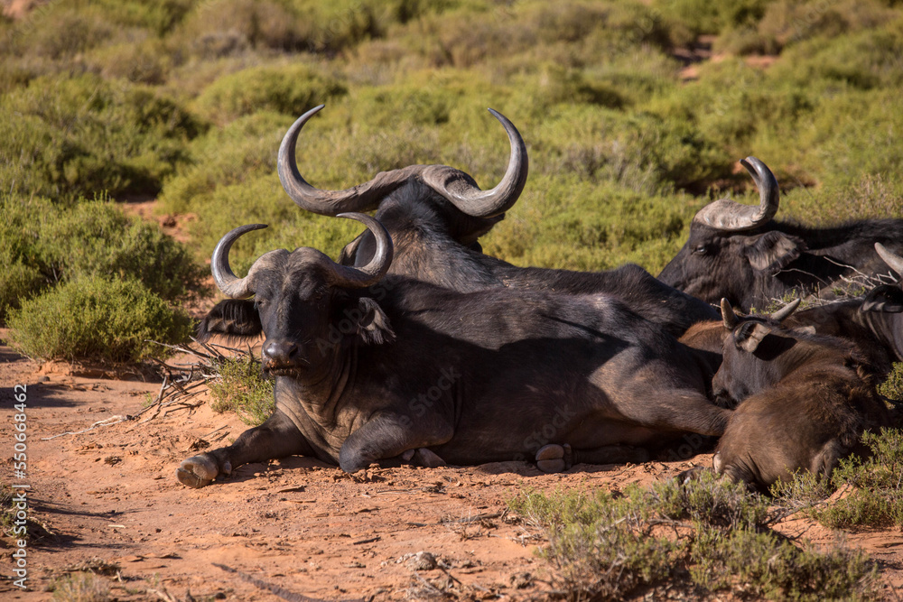 buffaloes in the desert. South Africa buffaloes in the desert. South Africa
