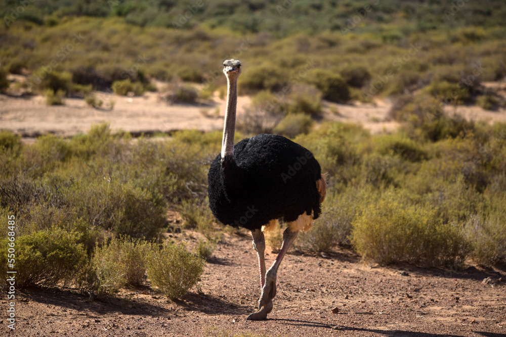 Naklejka premium ostrich in the desert. South Africa
