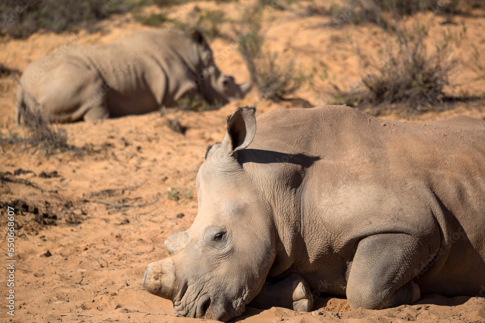 Obraz premium rhinos and the south african desert