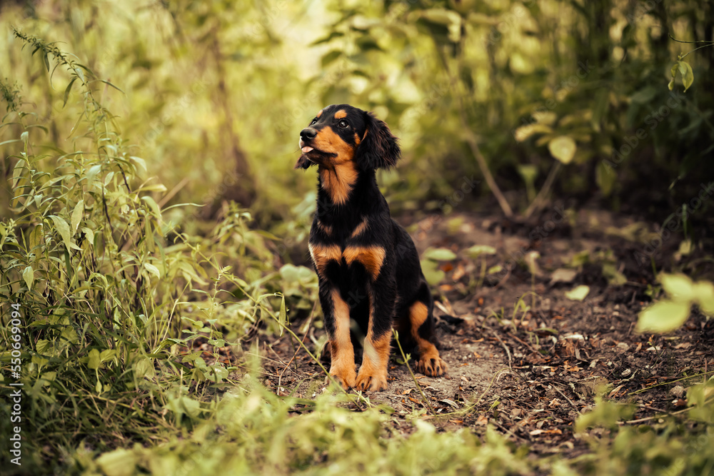 Dog shelter puppy portrait