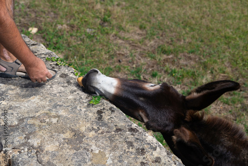 donkey eating, male hand offering food to a free donkey