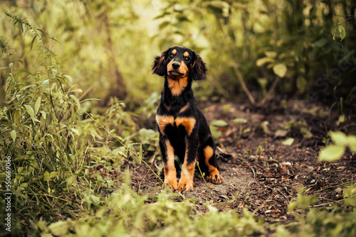 Dog shelter puppy portrait