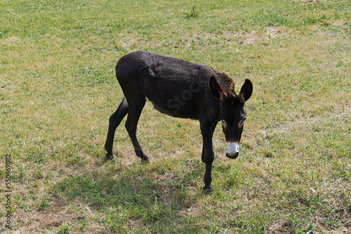 brown donkey free in grass field