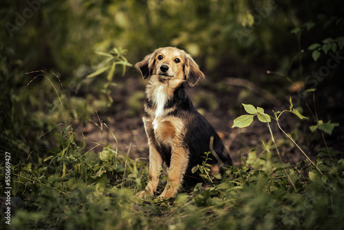 Dog shelter puppy portrait