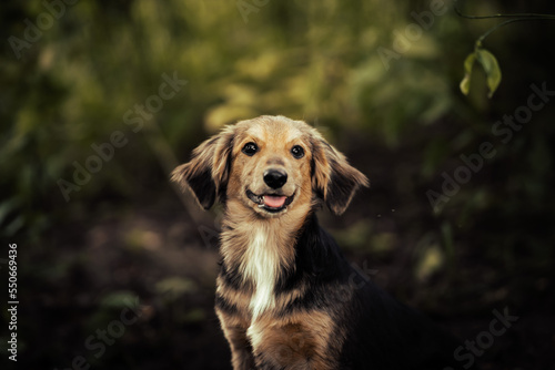Dog shelter puppy portrait