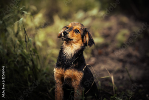 Dog shelter puppy portrait