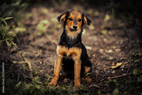 Dog shelter puppy portrait