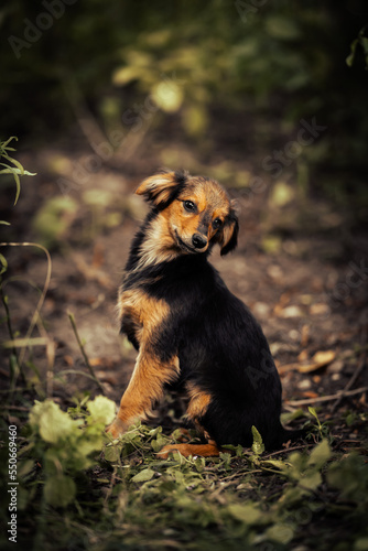 Dog shelter puppy portrait