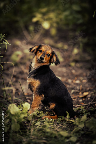 Dog shelter puppy portrait