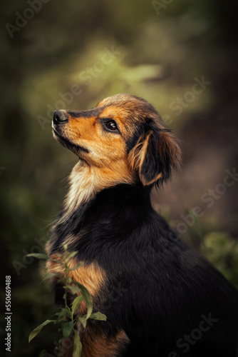 Dog shelter puppy portrait