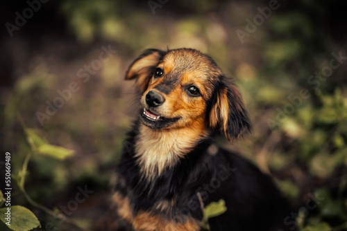 Dog shelter puppy portrait