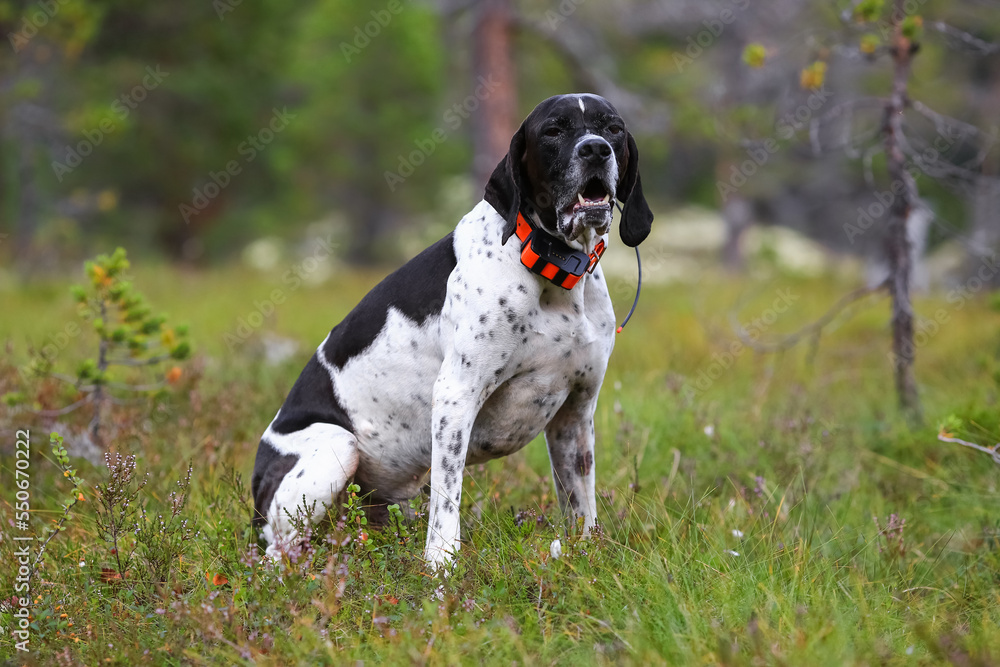 Dog english pointer