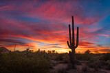 Sonoran Desert sunset sky with Saguaro cactus in Arizona