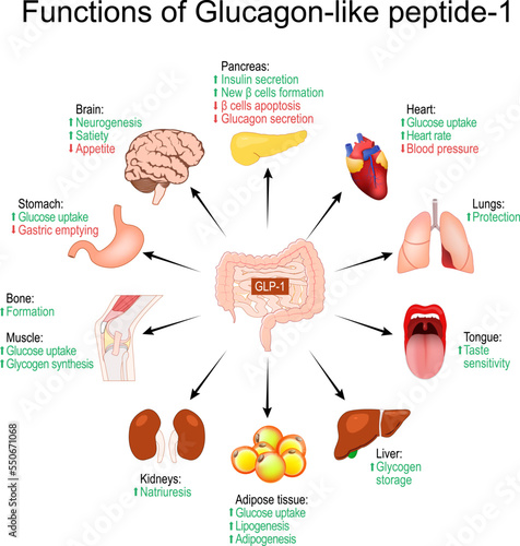 GLP-1. Functions of Glucagon-like peptide-1