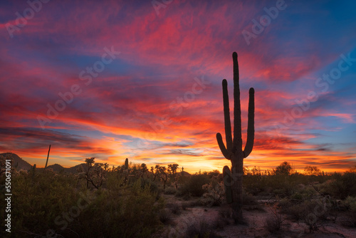 Sonoran Desert sunset sky with Saguaro cactus in Arizona