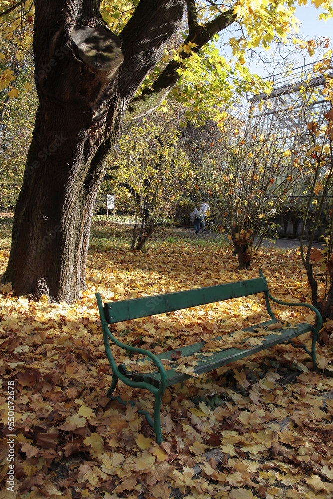 golden foliage and autumn scenery in park