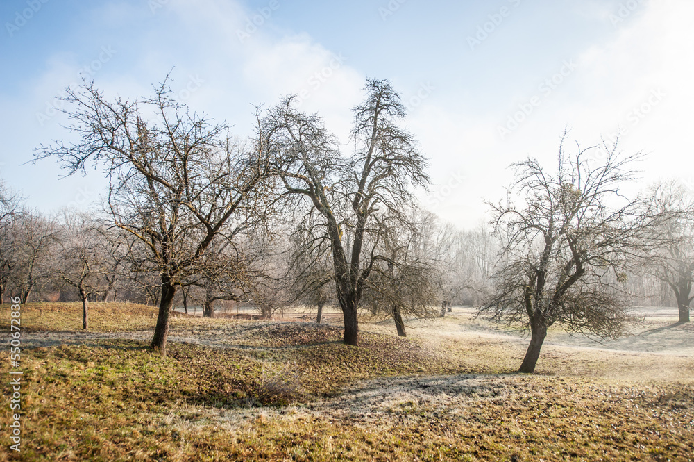 Kahle Bäume auf frostbedeckter Streuobstwiese bei Neckartenzlingen Kahle Bäume auf frostbedeckter Streuobstwiese bei Neckartenzlingen