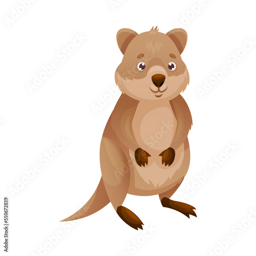 Funny Quokka as Short-tailed Scrub Wallaby with Rounded Ears Standing Vector Illustration