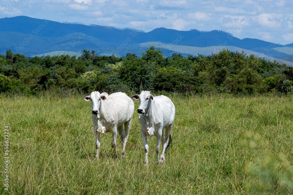 Nelore cattle in green pasture with hill and cloud sky on background. Brazil