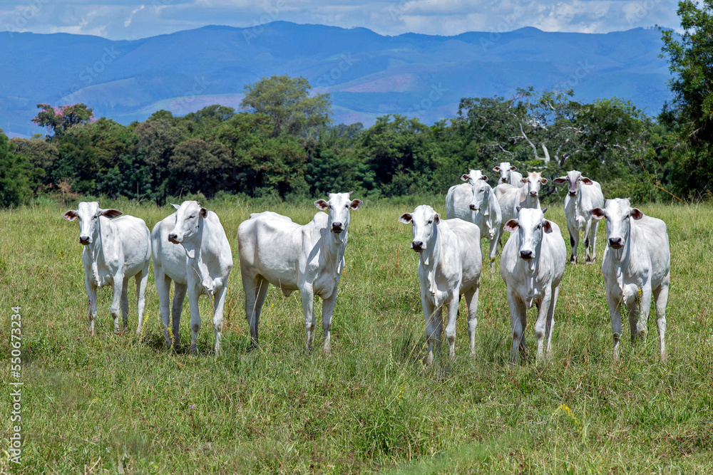 Fototapeta premium Nelore cattle in green pasture with hill and cloud sky on background. Brazil